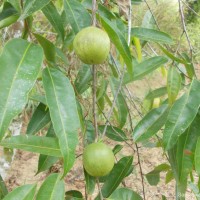 Donella lanceolata (Blume) Aubrév.